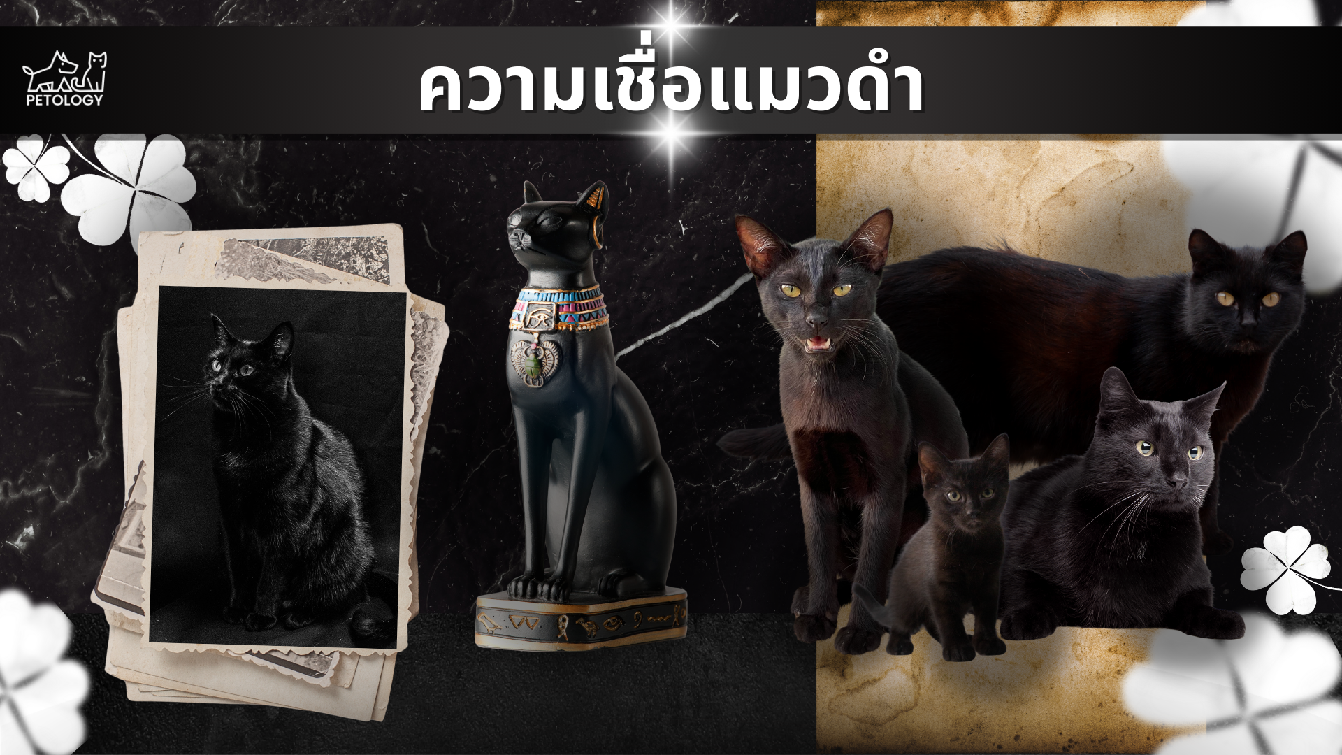 ความเชื่อเรื่องเลี้ยงแมวดําดีไหม?
