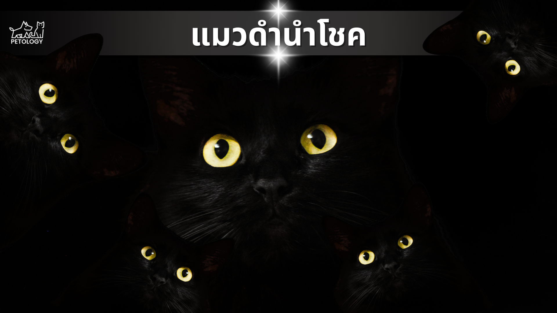 เลี้ยงแมวดําดีไหม... นำโชครึป่าว