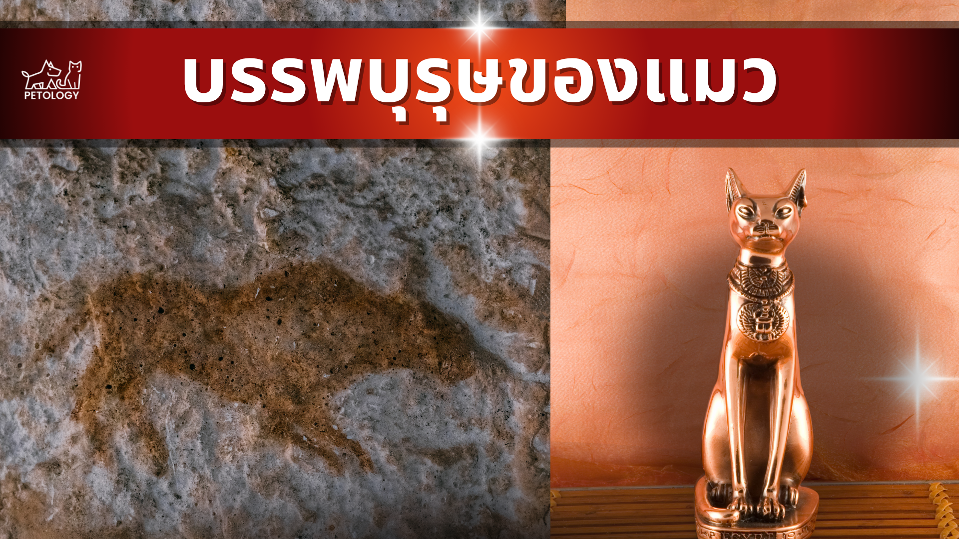 บรรพบุรุษแมว วิวัฒนาการของแมว