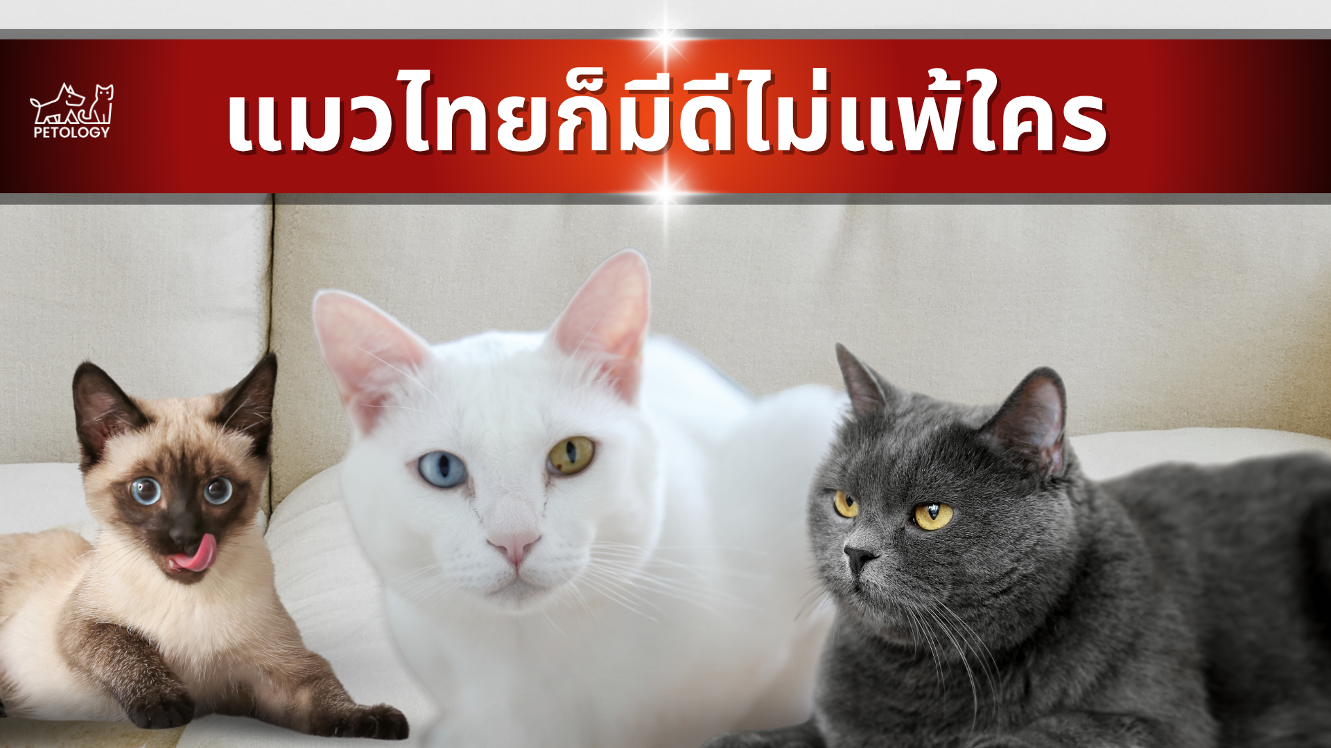 แมวไทยก็มีดีไม่แพ้ใคร