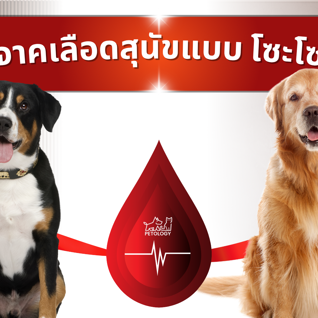 “ฮีโร่ 4 ขา” กับการบริจาคเลือดสุนัข รู้ไว้ ช่วยชีวิตเพื่อนร่วมสายพันธุ์