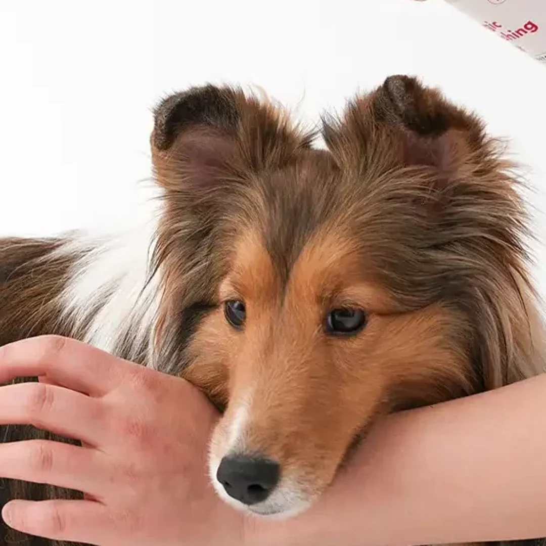 สุนัขขนยาว ดูแลยังไง 5 ทริคดูแลน้องให้สุขภาพดีทั้งขนและผิวหนัง