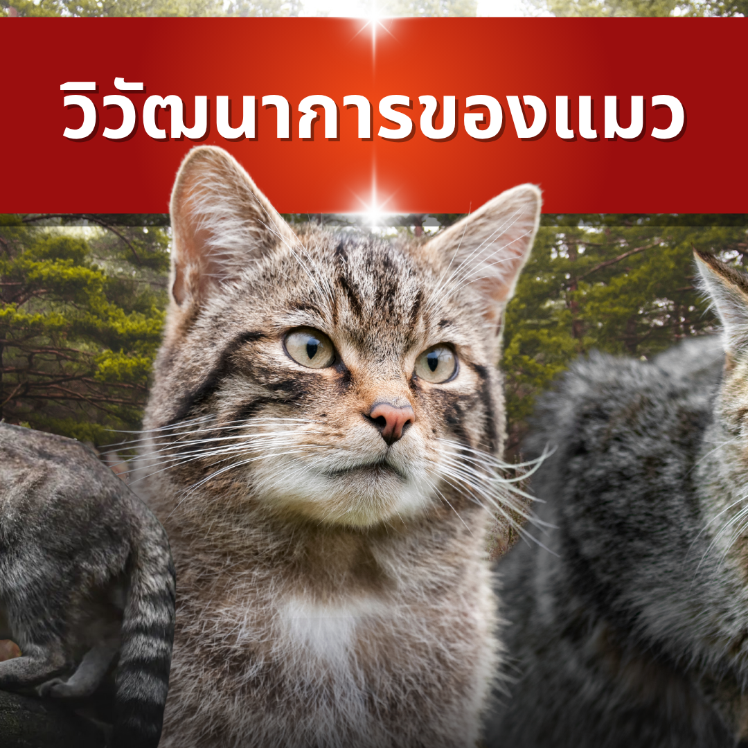 วิวัฒนาการของแมวเป็นยังไง แมวคือเสือย่อส่วนจริงไหมคลายข้อสงสัย 6 เรื่องก่อนมาเป็นแมวบ้าน