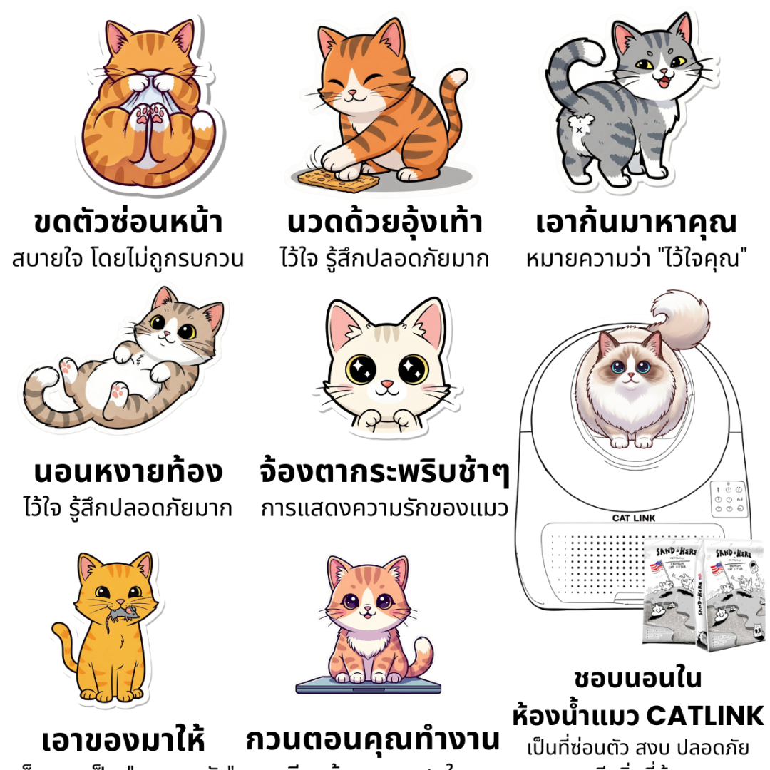 แมวทำแบบนี้หมายความว่ายังไง? 8 พฤติกรรมแมวที่เจ้าของควรรู้
