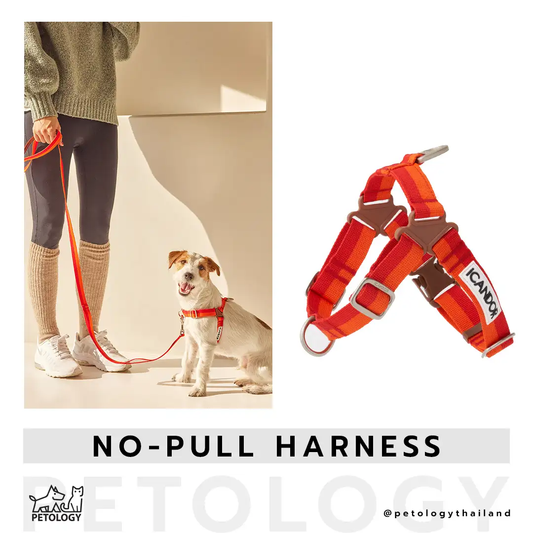 ปลอกคอกันสุนัขพุ่งiCandor รุ่น No-Pull Harness ไม่ดึงรั้งคอน้องตอนใส่