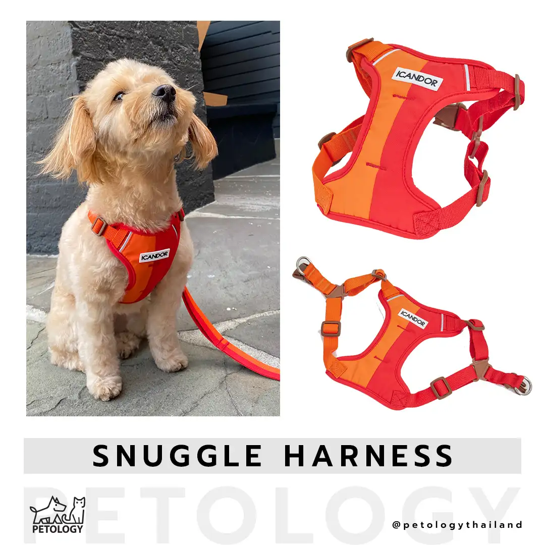 iCandor รุ่น Snuggle Harness ( มี 2 สี )