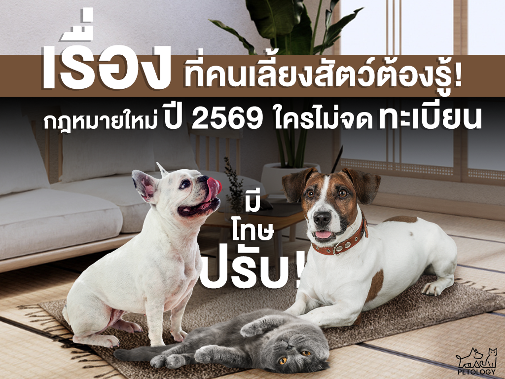 How To เตรียมตัวให้พร้อมก่อนกฎหมายใหม่จะบังคับใช้! วิธีการจดทะเบียนสัตว์เลี้ยงและสิ่งที่คนเลี้ยงสัตว์ต้องรู้ในปี 2569