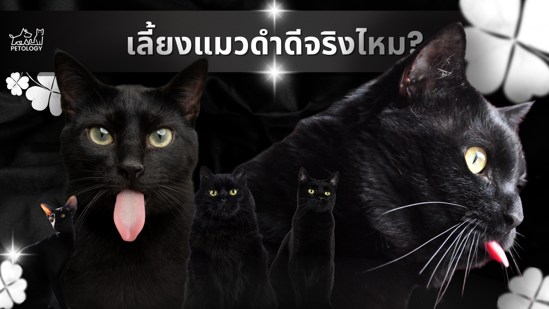 เลี้ยงแมวดําดีไหม? ความจริงเบื้องหลังความเชื่อ และ 5 ข้อดีที่คุณอาจไม่เคยรู้