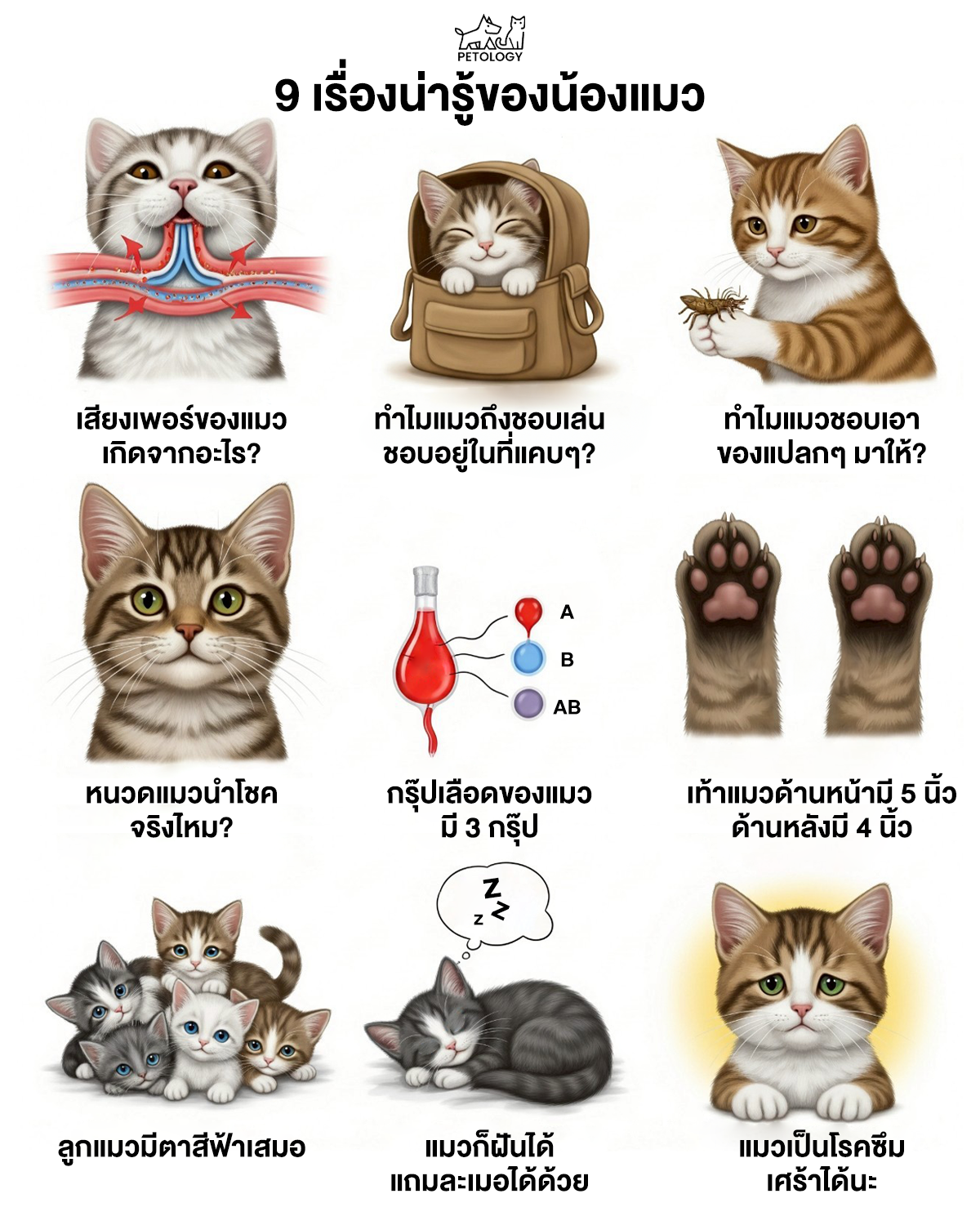 9 รู้เรื่องแมวน่ารู้เกี่ยวกับแมว