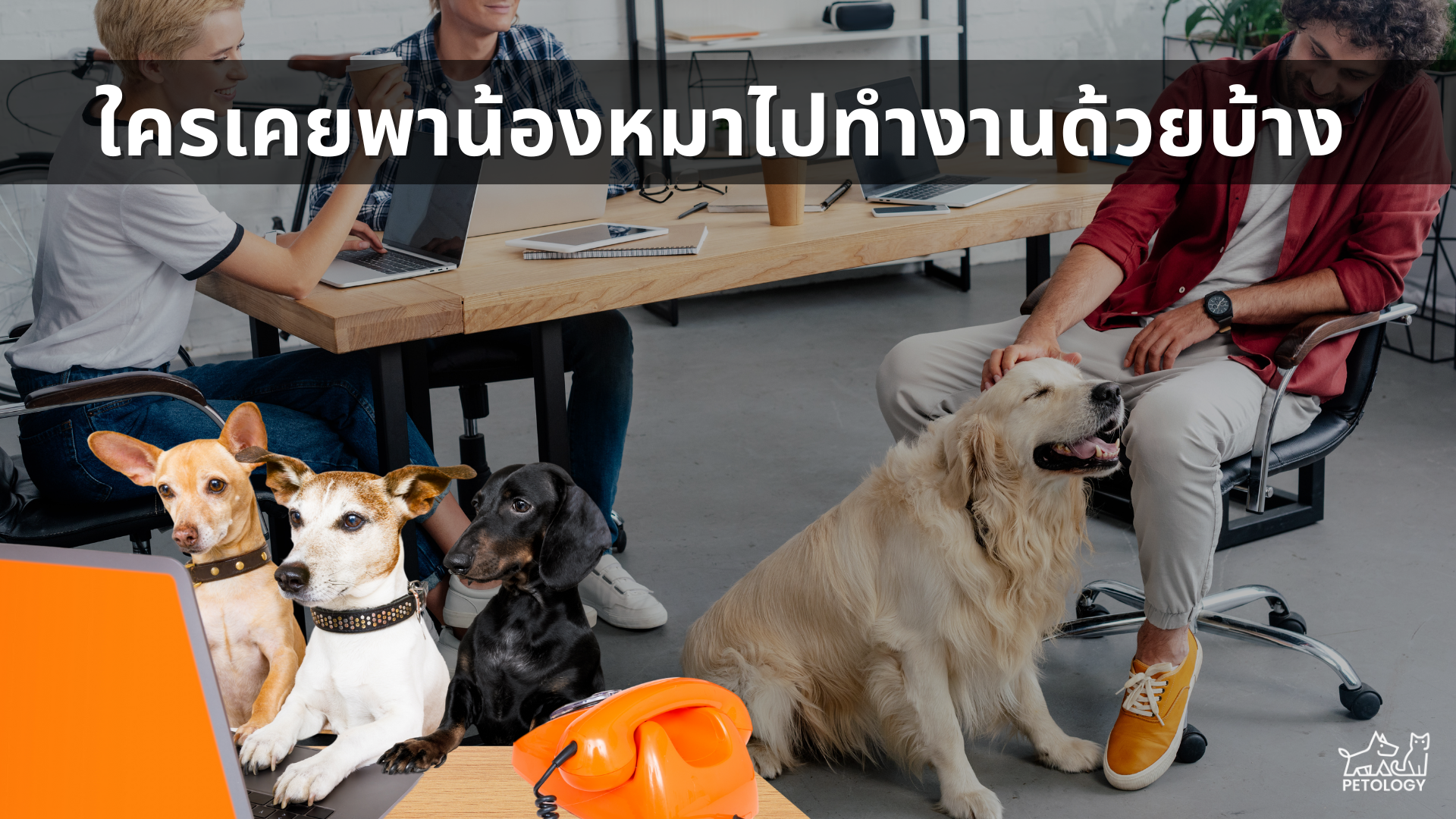 Take Your Dog to Work Day พาน้องหมามาทำงานกัน