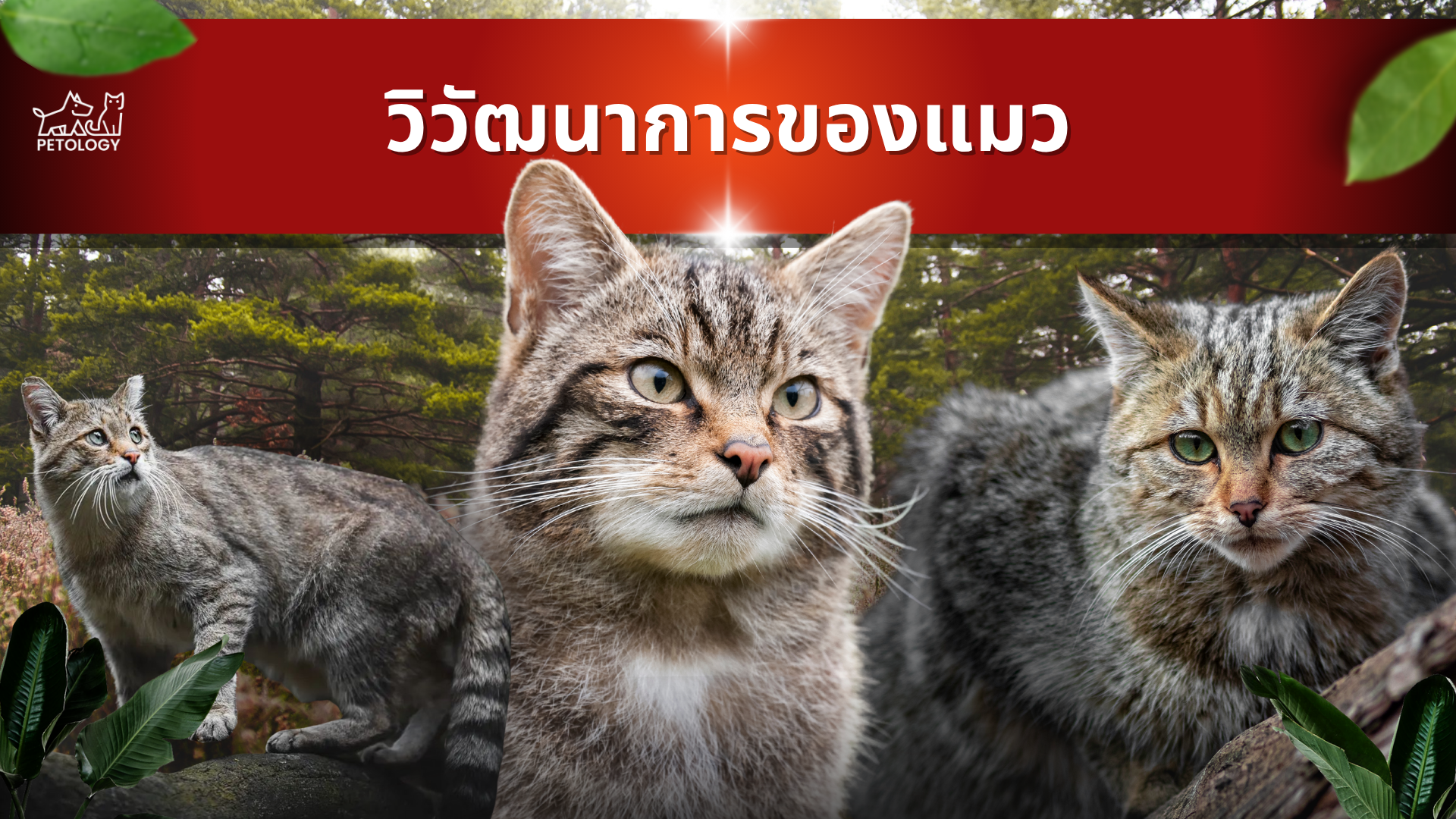 วิวัฒนาการของแมวเป็นยังไง แมวคือเสือย่อส่วนจริงไหมคลายข้อสงสัย 6 เรื่องก่อนมาเป็นแมวบ้าน
