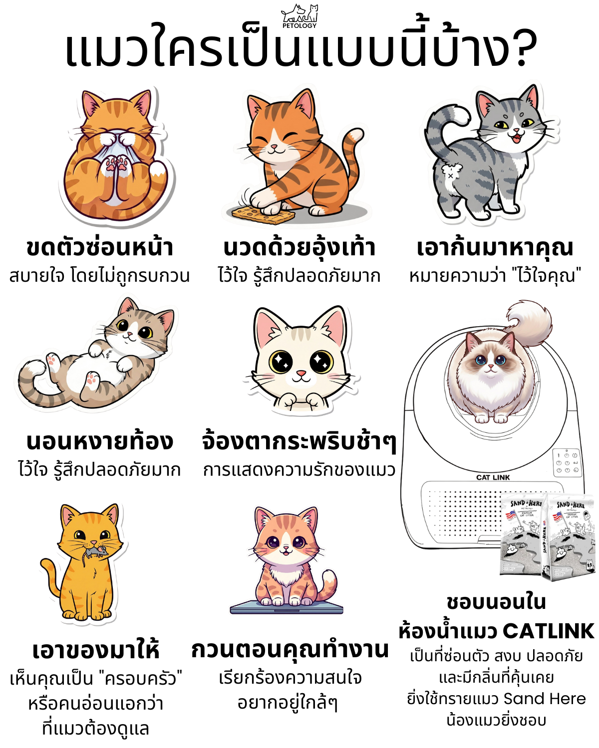 แมวทำแบบนี้หมายความว่ายังไง? 8 พฤติกรรมแมวที่เจ้าของควรรู้