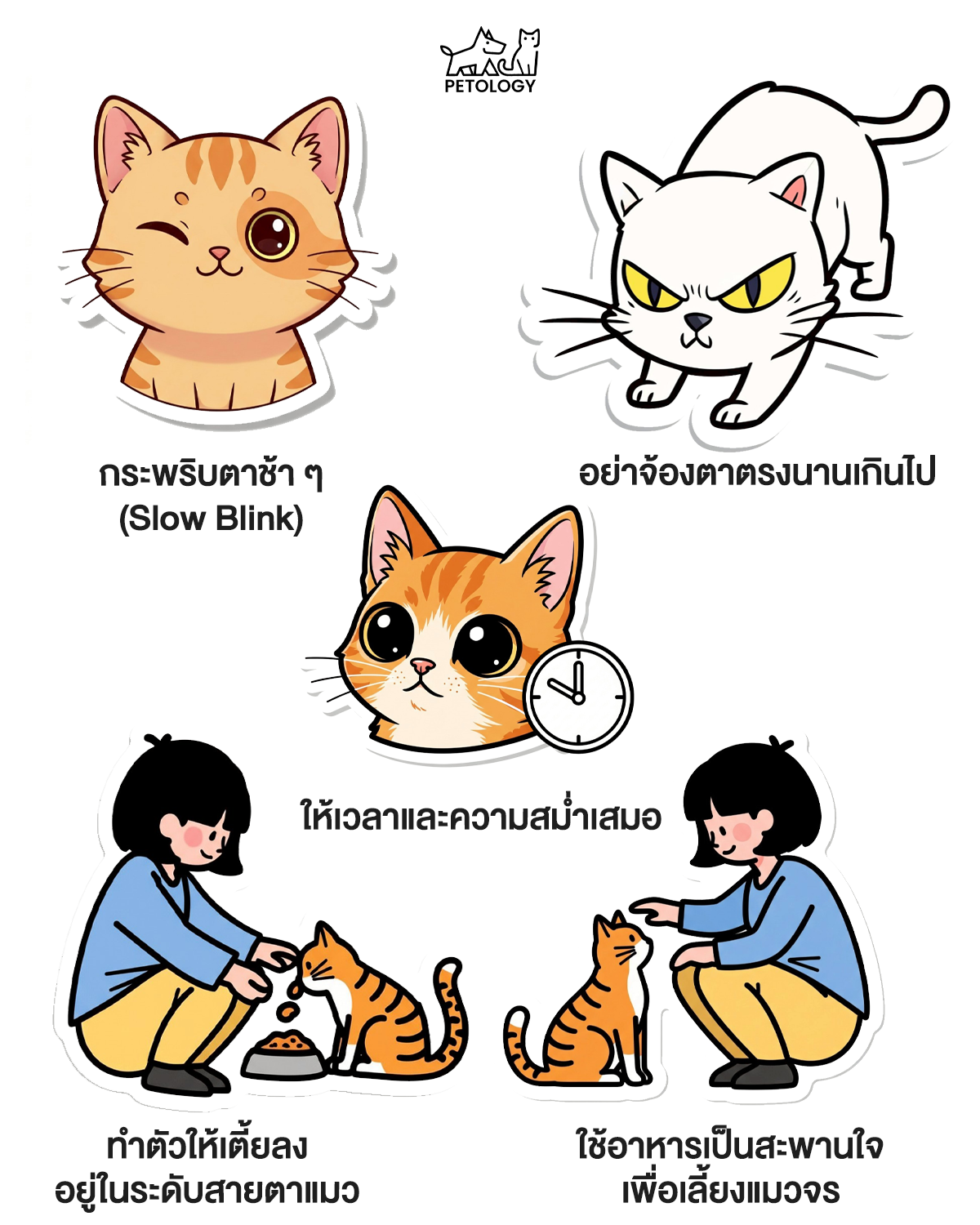 อยากเลี้ยงแมวจร 5 วิธีเอาชนะใจแมวจร: จากระแวงสู่ความไว้ใจ