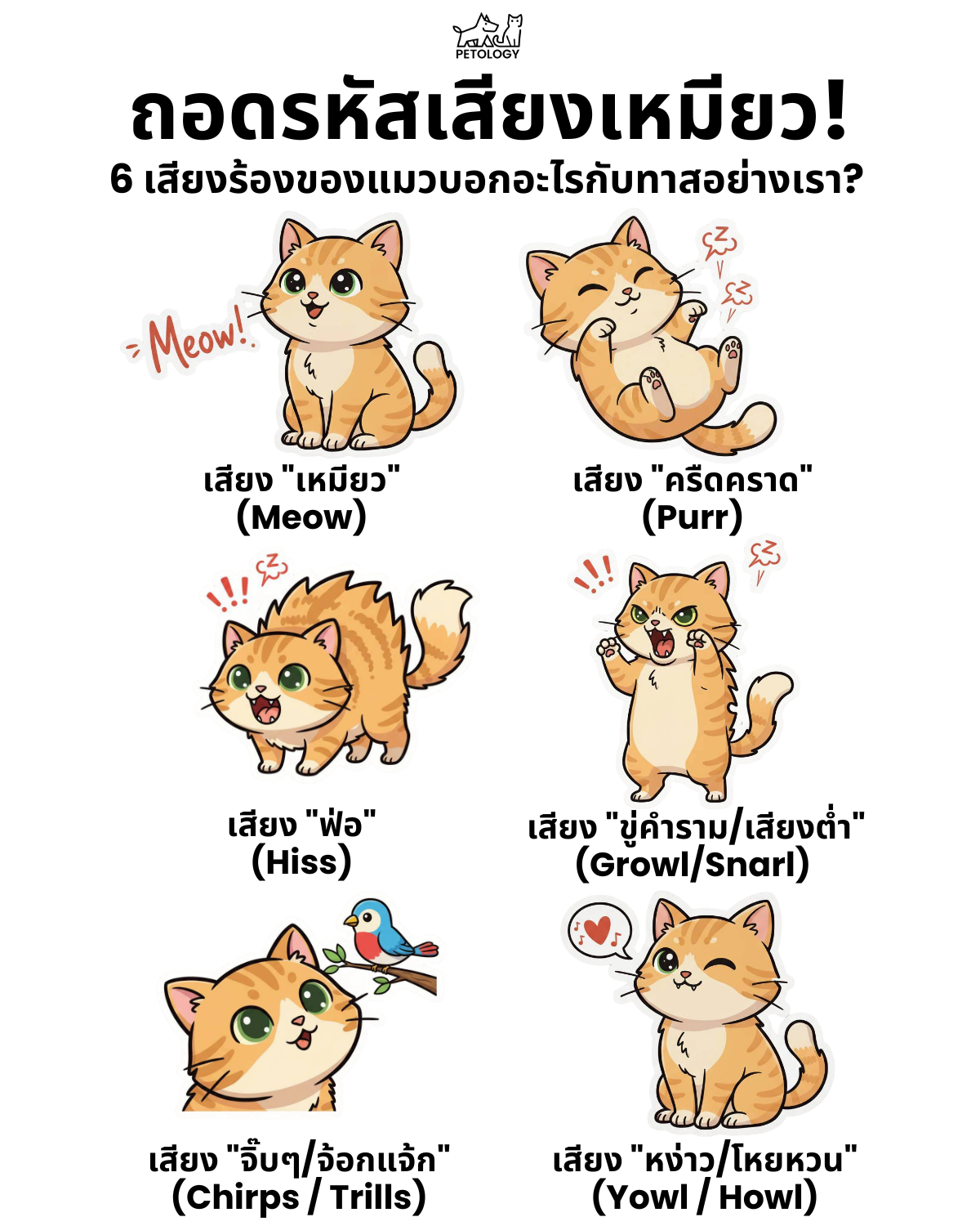 เสียงแมว