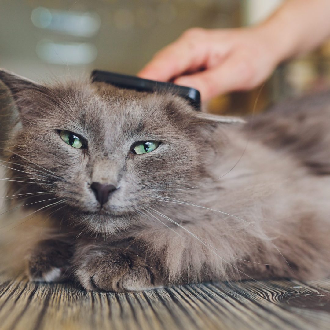 Cat after scratching. The result of scratching a pet. piece of fur