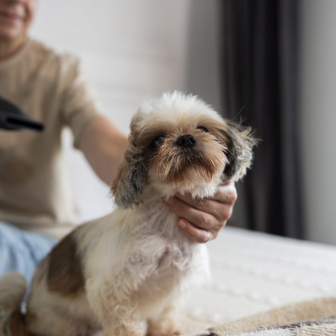 เป่าขนสุนัข ด้วย 2 ไอเทมสุดปังจาก Petology ที่ถูกใจ Dog Lovers แน่นอน!